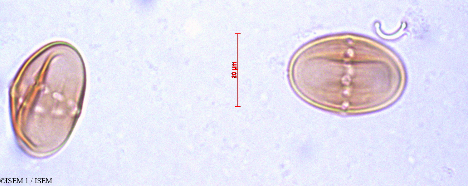 ISEM 1/Symphytum_ibericum_29200/Symphytum_ibericum_29200_0002(copy).jpg